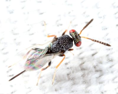 Platykula sp. (probably albihirta)