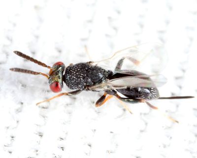 Platykula sp. (probably albihirta)