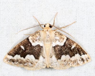 6863 - Gray Spruce Looper - Caripeta divisata