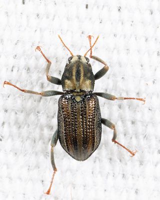 Stenelmis crenata