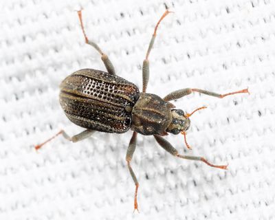 Stenelmis crenata