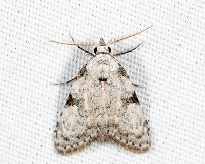 8983.1 - Coastal Plain Meganola - Meganola phylla