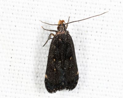 2298 - Dichomeris juncidella