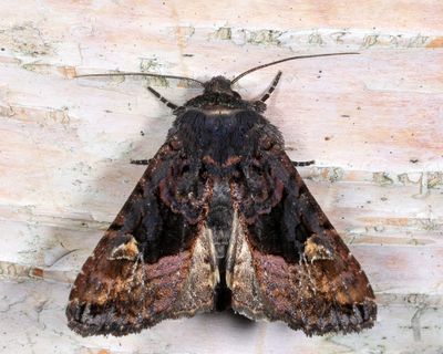 9545 - American Angle Shades - Euplexia benesimilis