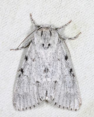 9205 - Cottonwood Dagger - Acronicta lepusculina