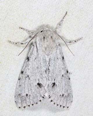 9205 - Cottonwood Dagger - Acronicta lepusculina