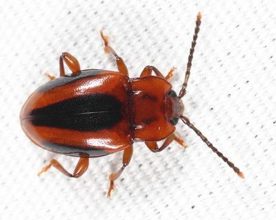Aphorista vittata