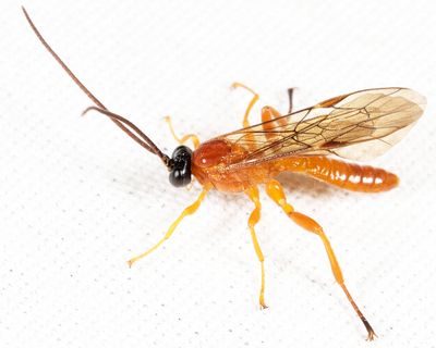 Theronia hilaris 