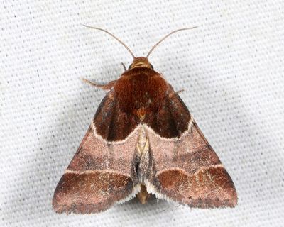 11128 - Arcigera Flower Moth - Schinia arcigera