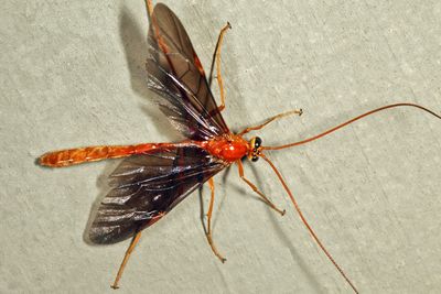 Ophion slossonae