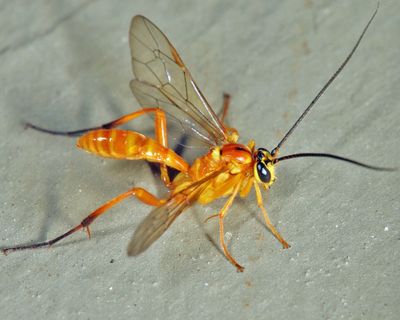Banchus pallescens