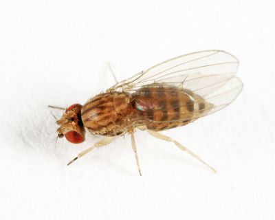 Drosophila busckii