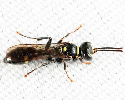 Mellinus bimaculatus