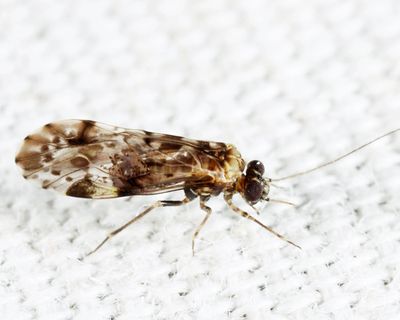 Trichadenotecnum slossonae