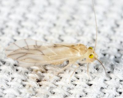 Xanthocaecilius sommermanae