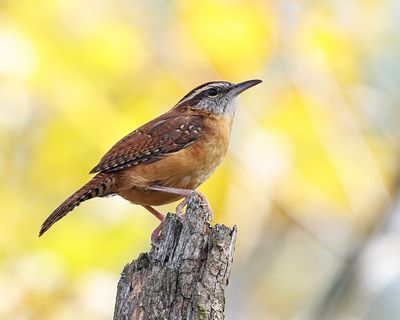 Carolina Wren - Thryothorus ludovicianus