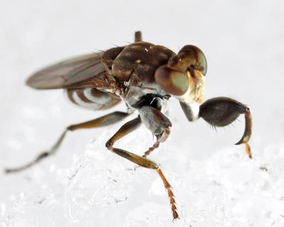 Ochthera tuberculata