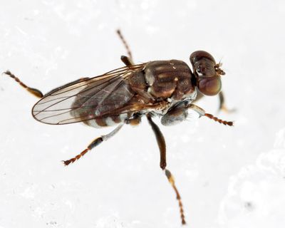 Ochthera tuberculata