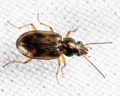 Bembidion versutum