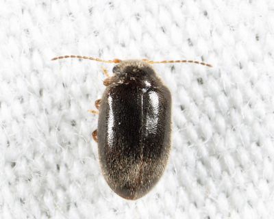 Contacyphon punctatus