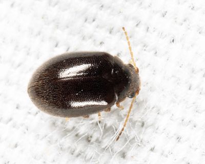Contacyphon neovariabilis
