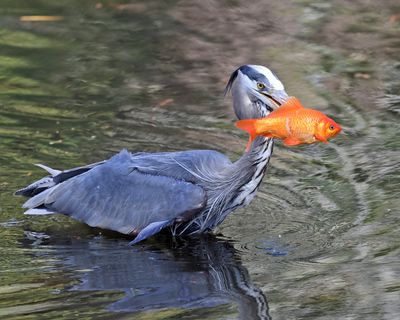 Great Blue Heron - Ardea herodias 