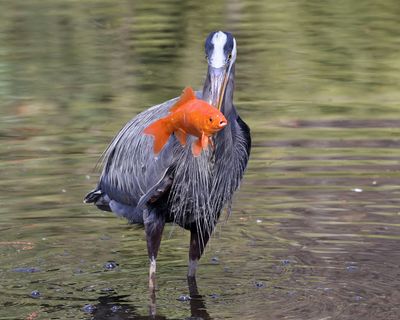 Great Blue Heron - Ardea herodias 