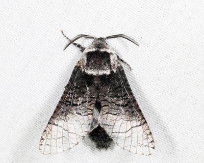 2675 - Poplar Carpenterworm Moth - Acossus centerensis