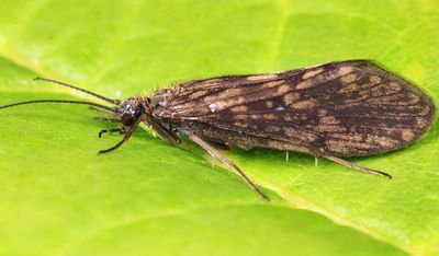 Rhyacophila nigrita