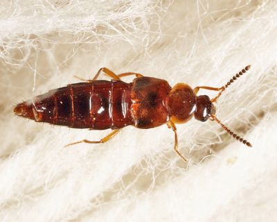Hoplandria sp.