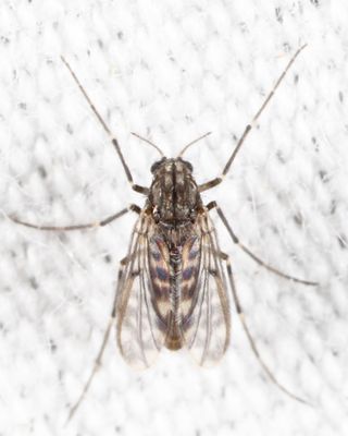 Guttipelopia guttipennis