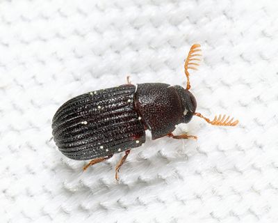Rhipidandrus paradoxus