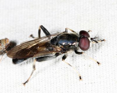 Xylota sp.