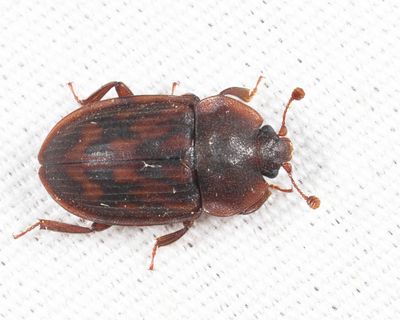 Phenolia grossa