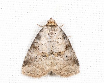 9037 - Dotted Graylet - Hyperstrotia pervertens