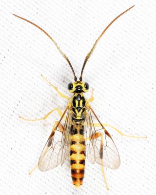 Euceros sp.