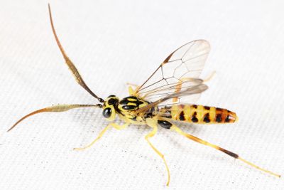 Euceros sp.