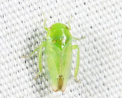 Leafhoppers genus Penestragania