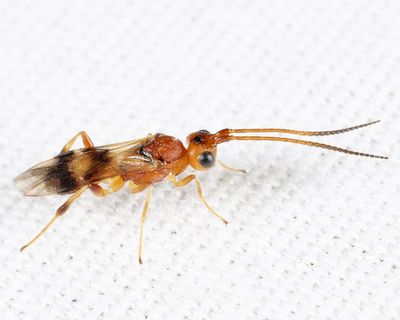 Phanerotoma sp.