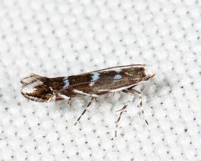 0657 - Locust Digitate Leafminer - Parectopa robiniella