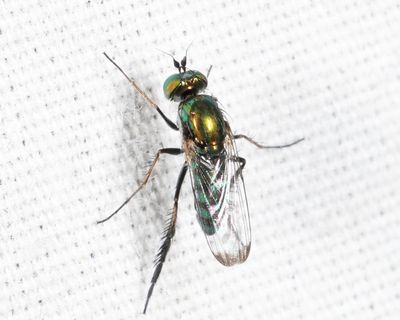 Dolichopus setifer