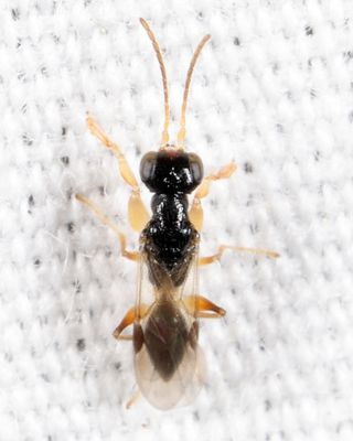 Anteon sp.