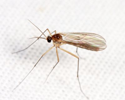 Acomopterella sp.