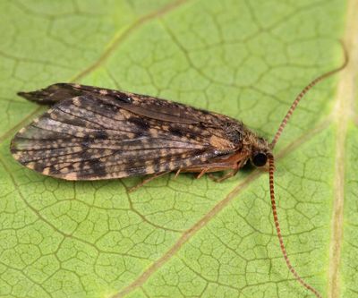 Parapsyche apicalis