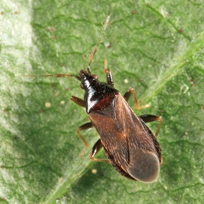 Dilasia fuscula