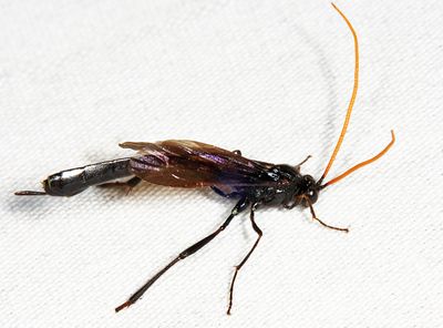 Heteropelma datanae