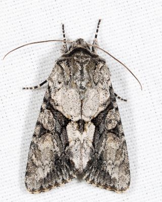 10518 - Distinct Quaker - Achatia distincta