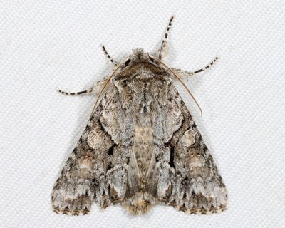 10518 - Distinct Quaker - Achatia distincta