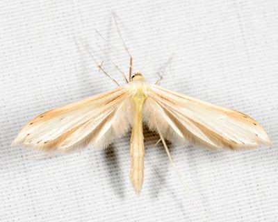 Hellinsia sp.