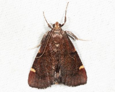 5529 - Spruce Needleworm Moth - Hypsopygia thymetusalis